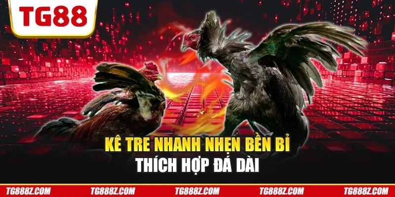 Kê Tre nhanh nhẹn bền bỉ thích hợp đá dài