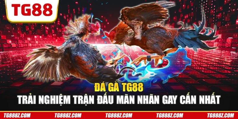 Đá gà TG88